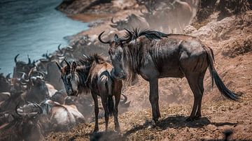 Am Rande der Bewegung von Arjan Warmerdam