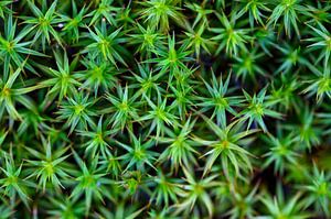 Green moss on the forest floor