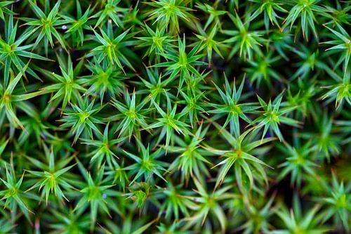 Groen mos op de bosgrond