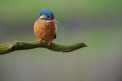 IJsvogel