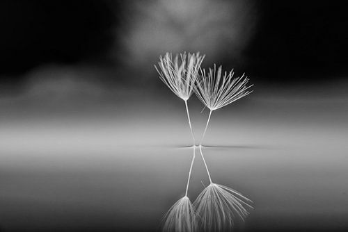 Graines de pissenlit