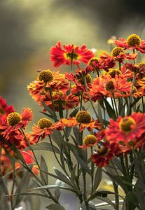 Blumen Teil 462