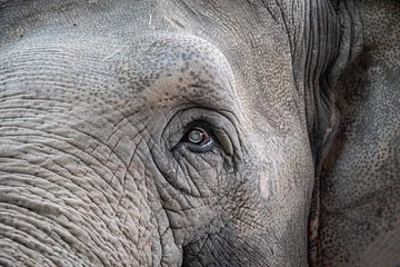 Elephant's eye by Jack Tummers