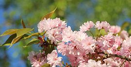Cherry blossom branch by SusaZoom