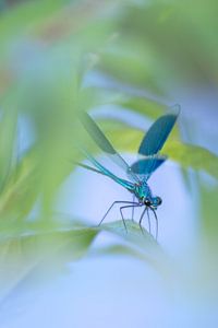 Meadow damselfly in helicopter mode