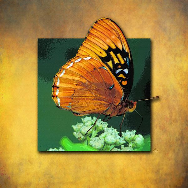 Schmetterling   |   Scheckenfalter von Dirk H. Wendt
