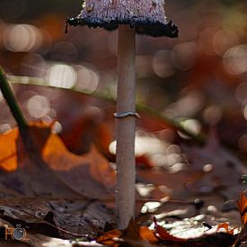 Mushroom by Arnold Loorbach Photography