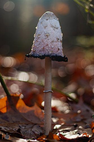 Mushroom by Arnold Loorbach Photography