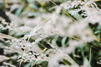 Wild plumes