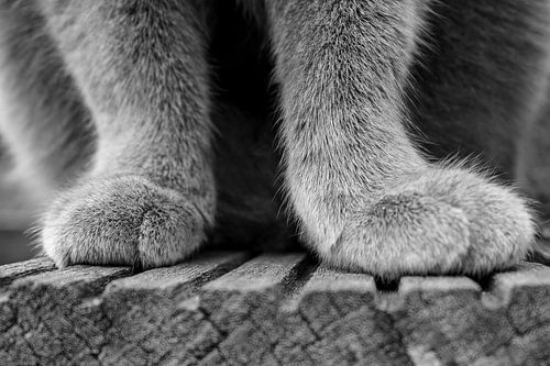 Waiting paws