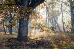 Farben der Eiche