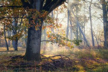 Farben der Eiche von Loris Photography