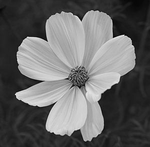 Cosmea in Schwarz und Weiß.