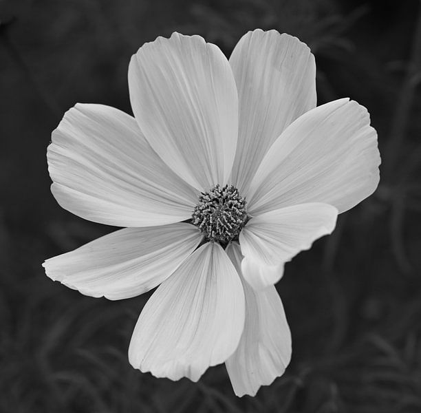 Cosmea in black and white. by Jose Lok