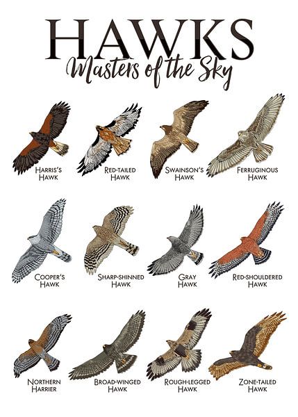 Hawks - Maîtres du ciel par Pixelbull Design