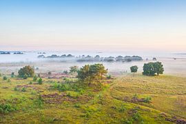 Kalmthoutse Heide  by Simon Vandepitte