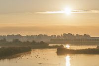 Aube dans le Biesbosch