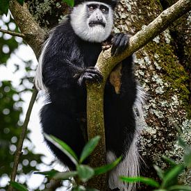 Singe à frange dans un arbre sur Chi