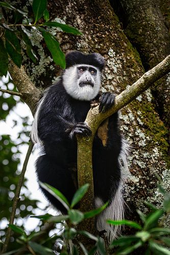 Fringe monkey in a tree