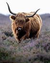 Schotse hooglander in paarse heide op Deelerwoud van Roy Kreeftenberg thumbnail