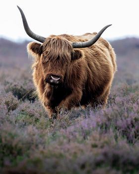 Scottish highlander in purple heathland at Deelerwoud