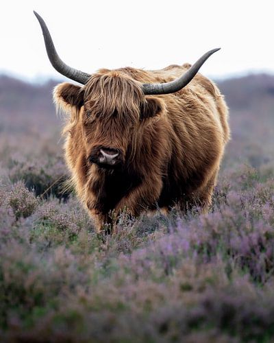 Schotse hooglander in paarse heide op Deelerwoud