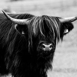 Schwarzer schottischer Highlander - quadratisch