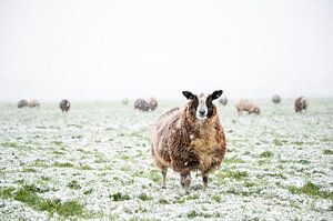 Schafe auf einer schneebedeckten Wiese in einer Winterlandschaft
