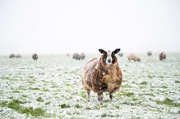 Schapen in een besneeuwde weide in een winterlandschap van Sjoerd van der Wal