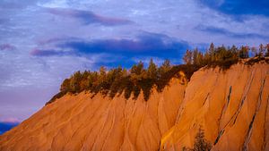 Arbres au bord d'une grande dune de sable
