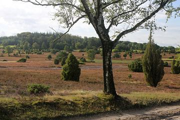 Die Landschaft der Lüneburger Heide am Wilseder Berg von Karina Baumgart