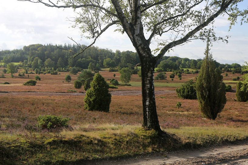Het landschap van de Lüneburger Heide op de Wilseder Berg van Karina Gebert