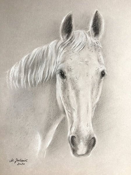 Paardenportret wit paard handgetekend van Marita Zacharias