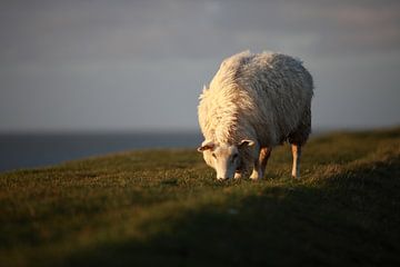 Sheep on dike by Jana Behr