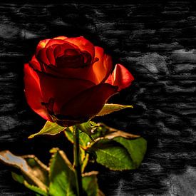 Rose sur Stephan Zaun