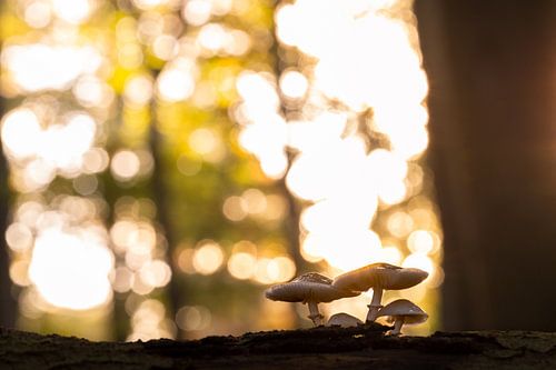 In een kabouterlandschap