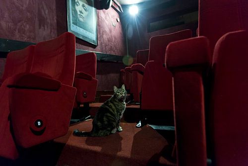 Huiskat Bioscoop Springhaver Utrecht