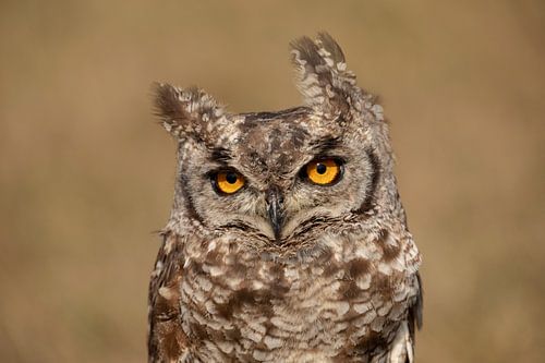 Spotted eagle owl