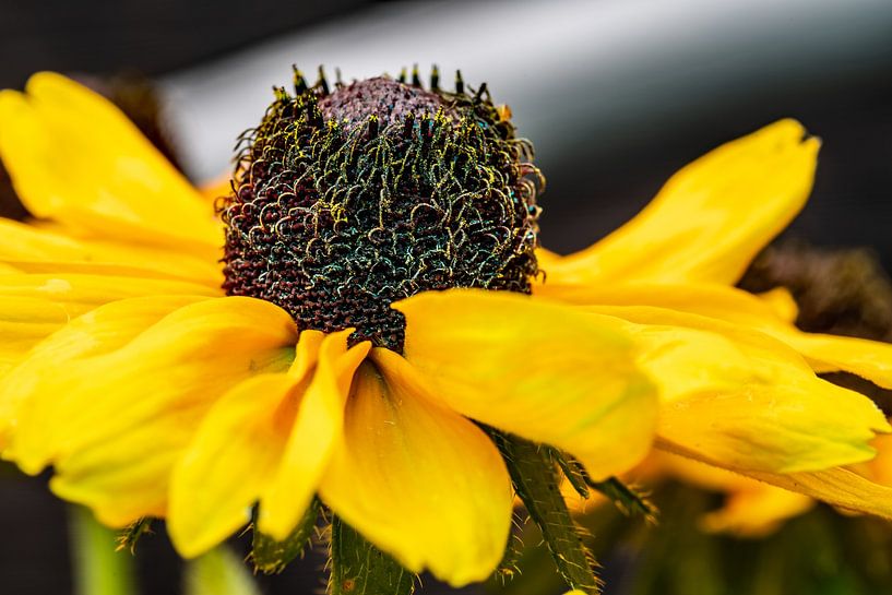 Echinacea 2 von Thomas Riess