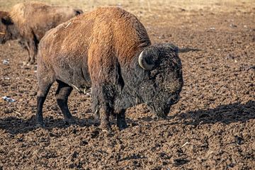 Bison bull by t.ART
