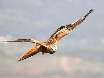 Cerf-volant rouge sur Rob Kempers