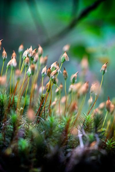 Mosses (Callicladium Moss) by Marly De Kok