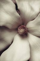 Magnolia in close-up