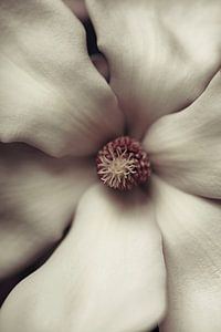 Magnolie in Nahaufnahme