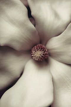 Magnolia in close-up