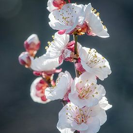 Blossom of the almond tree by Hanneke Luit