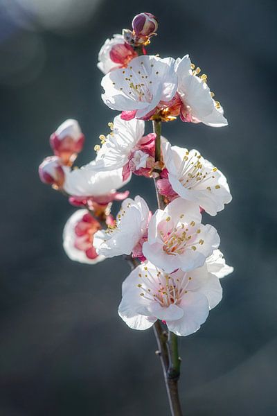 Blossom of the almond tree by Hanneke Luit
