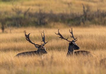 Deer in the AWD by Lies Bakker