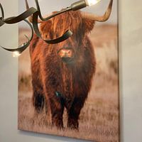 Kundenfoto: Schottisches Hochlandrind mit braunem langhaarigen Fell von Menno Schaefer, auf leinwand