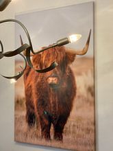 Kundenfoto: Schottisches Hochlandrind mit braunem langhaarigen Fell von Menno Schaefer, auf leinwand